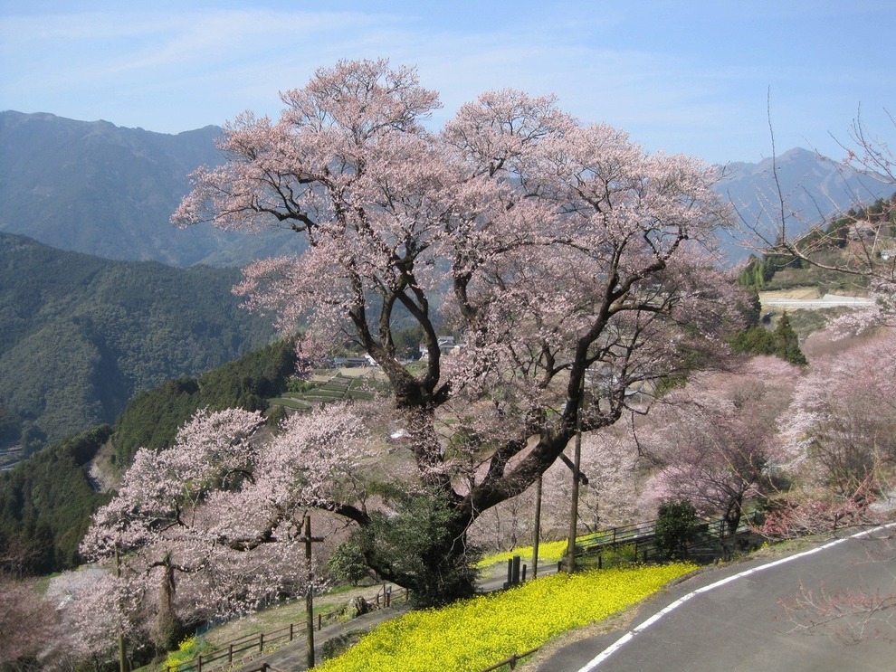 ひょうたん桜全体図